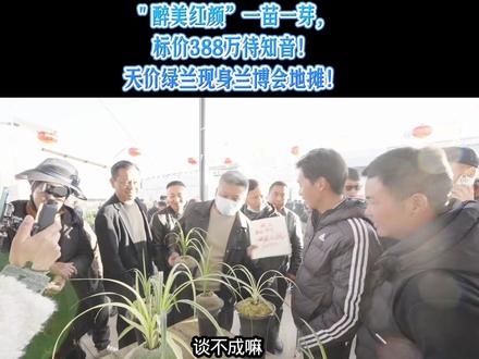 地摊上的“顶流”兰花:标价388万的“醉美红颜”,是噱头还是