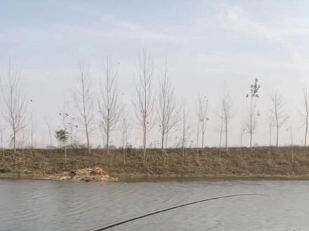 #泡沫逗钓#钓鱼技巧分享