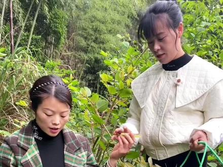 #虎杖 也叫酸筒杆,曾在英国泛滥成灾,花费63亿消灭无果,但在我们中国却能和平生长,还成了餐桌上的一道美食。吃过虎杖的出来说说它的味道。#我的乡村生活 #农村美食 #大自然的馈赠 #酸筒杆