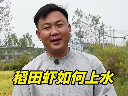 稻田育苗塘口如何上水#小龙虾养殖