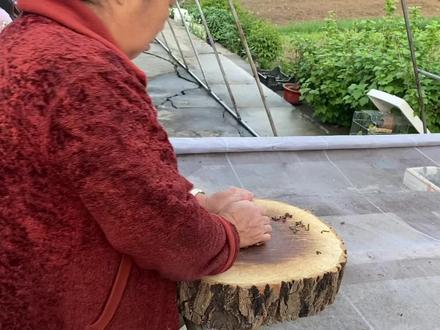 揉微菜您知道吗,我媳妇儿有洁癖院里水泥地正在那用刷子刷地呢! #我的乡村生活 #种菜小技巧 #三农 #农村生活