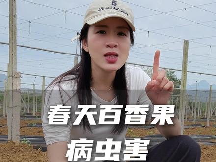 百香果春天应该怎么防治病虫害,简易方案来咯! #百香果 #百香果苗 #百香果种植 #三农 #抖音助农
