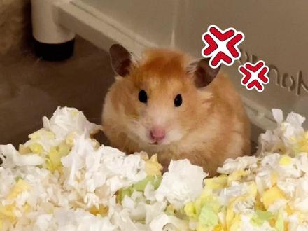 挑战仓鼠自己铺垫料后续来了!#仓鼠自己铺垫料