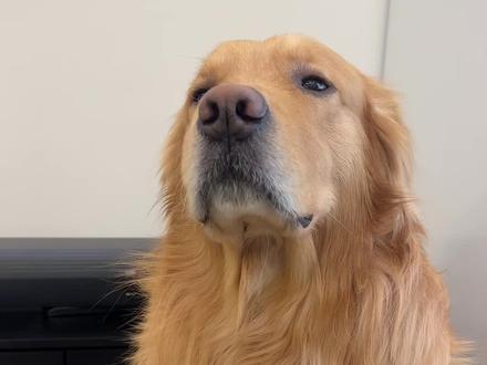 皮:敢偷吃#金毛 #狗狗 #狗狗的心思都写在脸上了 #金毛日常生活视频