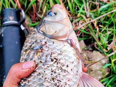 广东老板黄盖湖空军七天后,终于站起来了,钓鱼还是论要位置和钓法的重要性!#钓鱼人的精神无人能比 #冬钓野钓