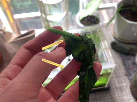 #生态缸 #新手养鱼 给虾喂食煮熟的菠菜,没想到会看到这一幕!