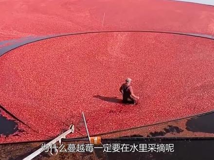 蔓越莓为什么在水里采摘,而不是直接用人工?看完涨姿势了 #科普一下 #涨知识