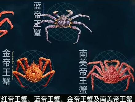 #十万个为什么 #帝王蟹#物以稀为贵?
为什么帝王蟹又多又贵?