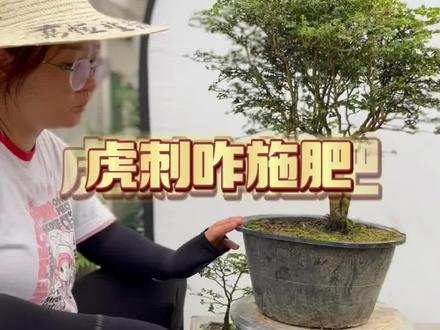 关于虎刺,咋施肥#一花一草一世界 #爱生活爱养花 #盆景