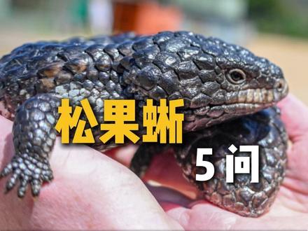 嘞个就是爱情! #宠物 #爬宠 #松果蜥