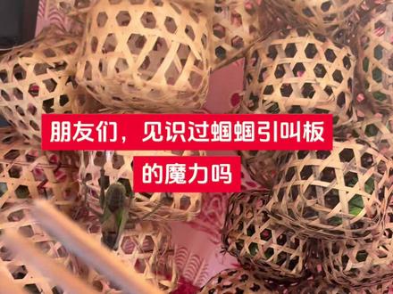 #户外 #鸣虫文化 #蝈蝈 抓蝈神器之一一引叫板!