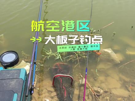 航空港区 大板子钓点 水质好 环境好 像个景区基本没人管鱼情不错#新手钓鱼 #爱钓鱼 #钓鱼技巧 #户外钓鱼 #钓鱼 #户外垂钓 #钓鱼视频 #钓鱼人就是这么疯狂 #台钓 #钓点