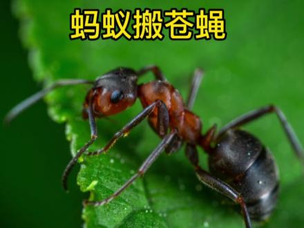 小蚂蚁们是如何把一只苍蝇搬到洞里面的#神奇动物在抖音 #解压#蚂蚁