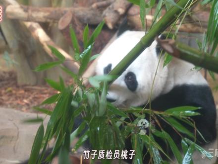 专业竹子质检员momo酱,猜猜她一共否决了多少根竹竿竿,对竹子品质要求很高的小桃子#大熊猫 #大熊猫桃浜 #来这吸熊猫