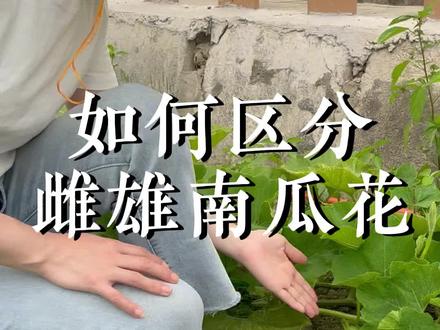 南瓜花如何分辨雌雄,一定要看到最后#诗画杭州和美乡村 #杭州共享菜地 #南瓜花 #南瓜 #我的乡村生活 #新农人