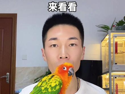 评论区晒晒你家鸟宝的照片,看看大家鸟宝的品相如何😊
#鹦鹉 #金太阳鹦鹉 #红头金太阳 #如何挑选金太阳 #鹦鹉日常