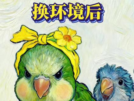 和尚鹦鹉换了环境之后不吃不喝 用手掐着喂食,开始慢慢地吃东西!#鹦鹉 #鹦鹉小白 #手养鹦鹉 #训鸟高手 #鹦鹉鹦鹉