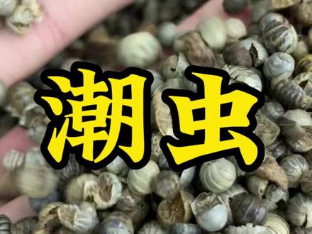 一种常见的昆虫,也叫西瓜虫。#潮虫 #三农养殖 #科普