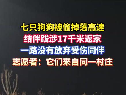七只狗狗被偷掉落高速,结伴跋涉17公里返家#美丽主播说新闻