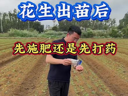 花生出苗后 先施肥还是先打药#花生种植#花生管理#花生