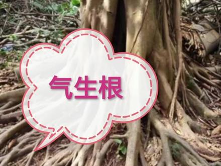 #知识分享 气生根:生长在空气中的根称为气生根!因作用不同,可分为:支持根、攀缘根、呼吸根三类#农业种植