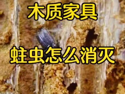 木质家具蛀虫怎么消灭?家里的实木家具有粉蠹虫,将家具蛀了很多的孔洞和粉末儿,用什么药根除?#家具蛀虫 #粉蠹虫消杀方法 #粉蛀虫防治 #粉蠹虫