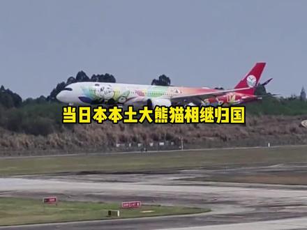 为什么越来越多的日本游客来我国看大熊猫?#新账号快速起步 #大熊猫归国 #大熊猫 #熊猫晓晓蕾蕾