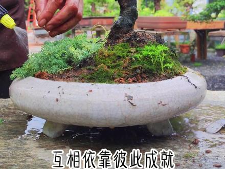 盆景如何制作 黑骨茶盆景制作其实很简单,小叶紫檀盆景也可以这样修剪#盆景 #花卉绿植 #盆栽