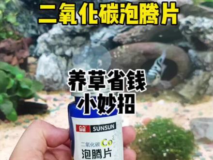 二氧化碳泡腾片,养草省钱小妙招#水族 #水族器材#水草 #水草养殖 #二氧化碳泡腾片