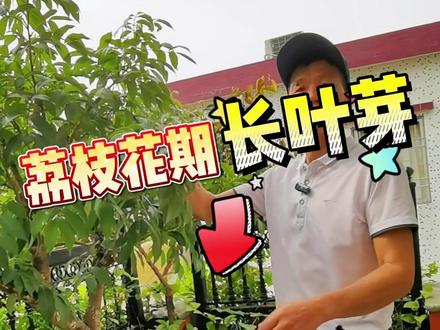 荔枝花期长叶芽怎补救#自家果园 #水果 #三农 #抖音助农#盆栽