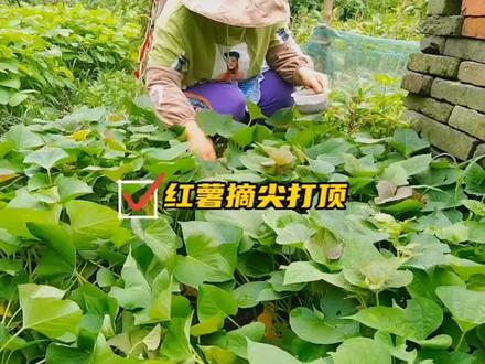 红薯苗为什么要掐尖打顶,什么时候掐尖最合适,后期结薯多 #种菜小技巧 #红薯高产 #种植技术 #有机蔬菜 #红薯苗 #种菜 #田园生活