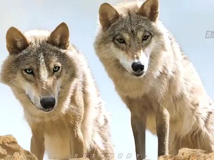 现在终于理解那句狼若回头必有缘由,不是报恩就是报仇的真正含义了,有的动物比人有情有义,但是有的人比恶魔还可怕 #感人 #创作者扶持计划