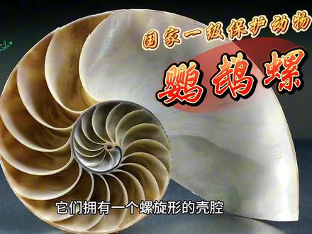#保护野生动物 #鹦鹉螺#爱护大自然爱护动物