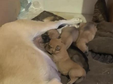 有钱了点八个小奶狗#小奶狗 #爷爷奶奶 #奶奶 #搞笑 #抽象