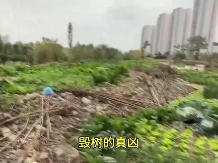 重庆4棵百年古樟树,被人用刀砍死3棵,活着一棵根部皮被剥得精光