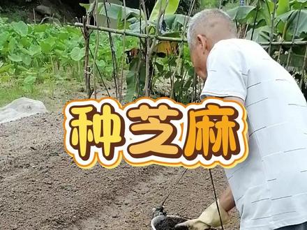 芝麻底肥用的对,今年产量翻一倍。芝麻高产底肥配方。 #芝麻种植 #种芝麻 #芝麻高产 #芝麻种植技术 #芝麻种植高产技术#芝麻种植管理#芝麻种植方法#底肥宝 #土壤活化剂