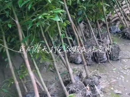金丝楠木是合适河北河南种植的,金丝楠木对土壤要求不高,#树苗 #金丝楠木树苗 #庭院植物 #庭院景观 ##金牌苗木人