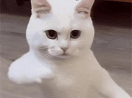 张元英也只爱喝奶茶的小蛋糕一枚呀~
#张元英#张元英广州签售#霸王茶姬#青青糯山#追星女孩