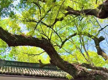 灵隐寺📍真的很灵|飞来峰半日游攻略路线 🌿这里是西湖边的千年古刹,济公的快乐老家,
🌟🌟🌟今天带娃解锁杭州必打卡的神仙组合 ——灵隐寺 和飞来峰!
📆 【门票】
✅灵隐寺在飞来峰景区内,需要买两道门票
✅飞来峰45(网上买)灵隐寺30(现场买)
✅可以早点来从1号门进,打卡灵隐寺牌匾机位
1️⃣ 第一站:飞来峰景区(1.5小时)
📸必打卡:
大肚弥勒佛(宋代网红打卡点)
一线天(抬头看神奇"天空裂缝")
青林洞(藏着超多迷你佛像)
2️⃣ 第二站:灵隐寺(1小时)
🙏祈福指南:
天王殿:求平安
大雄宝殿:求事业
药师殿:求健康
华严殿:求学业
🍜【吃货必备】
✔️ 灵隐素面:20元/碗(斋堂11点开餐)
✔️ 十方苑:素烧鹅超好吃
⚠️【避坑指南】
❌ 不要在外面买香(寺内免费提供)
❌ 别信路边"免费导游"(都是推销)
❌ 勿穿短裙短裤(寺院礼仪)
✅ 必带:零钱硬币(许愿池用)
#上热门 #杭州旅游 #灵隐寺 #古风 #亲子游玩好去处