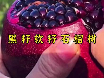 黑籽软籽甜石榴树适合阳台庭院种植!抗寒能力强南北方都可以种植的#三农 #抖音新农人 #农业种植 @DOU+小助手