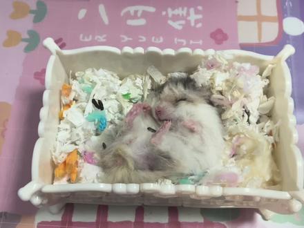 仓鼠金丝熊全身冰凉一动不动是怎么了? #养鼠日常分享 #金丝熊日常