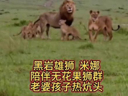 #动物世界#黑岩男孩#野生动物零距离 #狮子#母狮,黑岩雄狮 大米娜,过河以后和无花果老婆孩子见面,黑岩男孩和无花果狮群都是多灾多难,都是被人类灭了,无花果主队更惨,连同地主雄狮和狮群大大小小20多头狮子,全部被灭,不然无花果狮群肯定比荣嘉狮群辉煌,