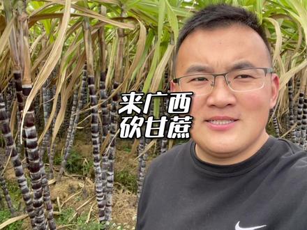 看完视频,大家还想来广西砍甘蔗吗