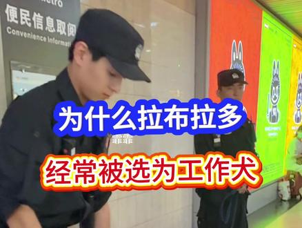 为什么拉布拉多经常被选为工作犬#警犬 #原创视频 #路人视角 #致敬人民警察 #拉布拉多