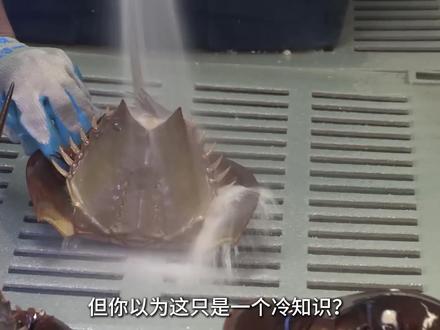 血液天生蓝色!活了 4 亿年,竟成全人类的 “防疫盾牌” #知识前沿派对 #鲎 #动物 #科普