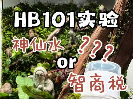 实验证HB101效果,到底是神仙水还是智商税?#好看的花一定要分享给你 #秋海棠 #hb101植物活力素 #热植