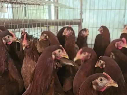 洛岛红鸡在蛋鸡育种中的应用#养鸡 #蛋鸡养殖 #苏禽绿壳土鸡 #养鸡人 #蛋鸡