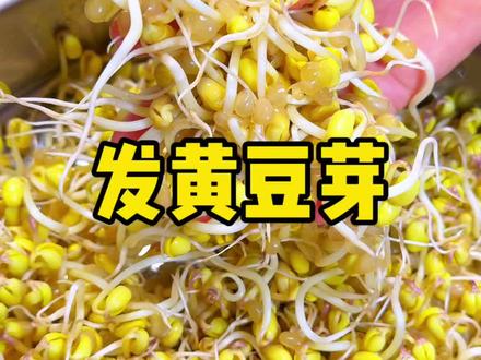 在家自己发健康无添加的黄豆芽#发黄豆芽