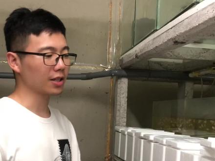 你们要的斗鱼养殖技术分享,希望粉丝宝宝们能养好每一条斗鱼,加油繁殖自己的仙女鱼,带大自己的鱼宝宝#泰国斗鱼 #养鱼日记 #泰国斗鱼养殖教程 #斗鱼 #蓝雨水族