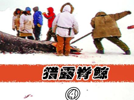 一头上百人才拖得动的巨大鲸鱼,你知道因纽特人如何捕捉它们吗?